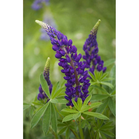 Canada, New Brunswick Lupine flowers White Modern Wood Framed Art Print by Anon, Ellen