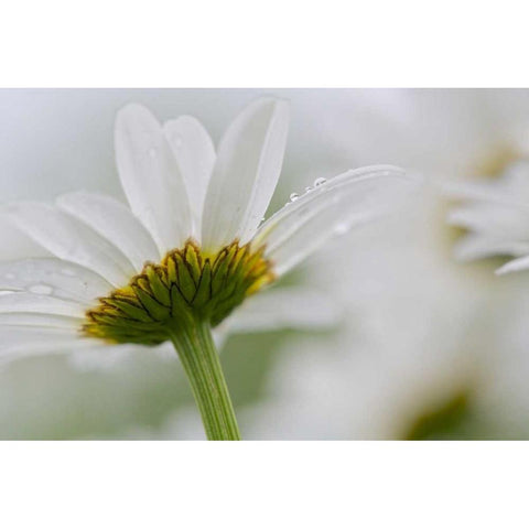 Canada, New Brunswick Daisy flower Black Modern Wood Framed Art Print with Double Matting by Anon, Ellen