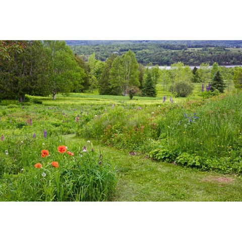 Canada, New Brunswick Landscape of meadow Black Modern Wood Framed Art Print by Anon, Ellen