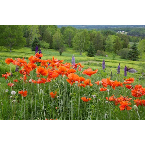 Canada, New Brunswick Landscape with wildflowers Black Modern Wood Framed Art Print with Double Matting by Anon, Ellen
