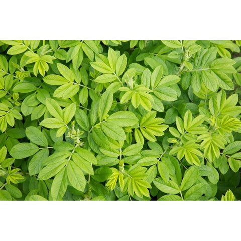 Canada, New Brunswick Leafy vegetation Black Modern Wood Framed Art Print by Anon, Ellen