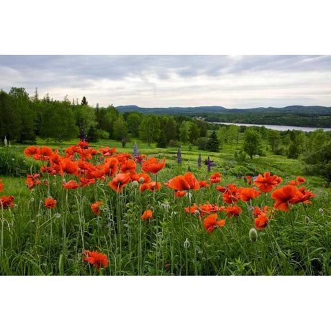 Canada, New Brunswick Flowers and St John River Black Modern Wood Framed Art Print with Double Matting by Anon, Ellen
