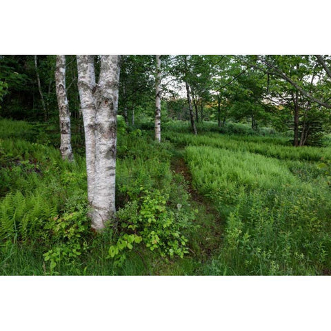 Canada, New Brunswick Forest scenic Black Modern Wood Framed Art Print with Double Matting by Anon, Ellen