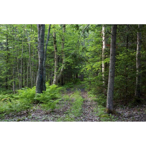 Canada, New Brunswick Forest scenic Gold Ornate Wood Framed Art Print with Double Matting by Anon, Ellen