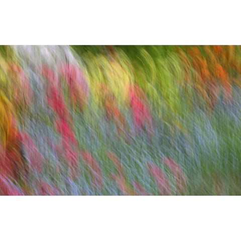 Canada Abstract blur of garden colors Gold Ornate Wood Framed Art Print with Double Matting by Anon, Ellen