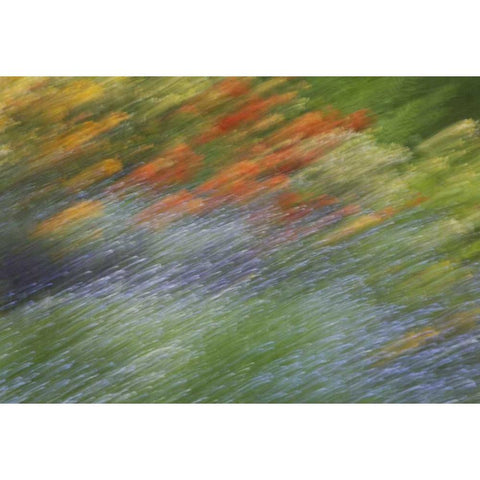 Canada Abstract blur of garden colors Black Modern Wood Framed Art Print with Double Matting by Anon, Ellen