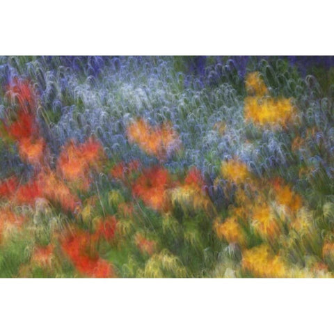 Canada Abstract blur of garden colors Black Modern Wood Framed Art Print with Double Matting by Anon, Ellen
