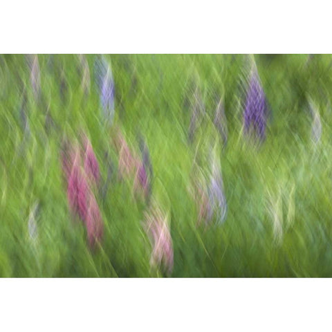 Canada Abstract blur of garden colors Gold Ornate Wood Framed Art Print with Double Matting by Anon, Ellen