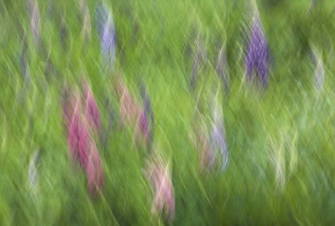 Canada Abstract blur of garden colors White Modern Wood Framed Art Print with Double Matting by Anon, Ellen