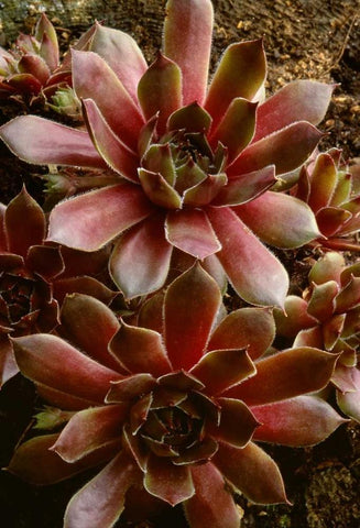 Canada Succulent plant close-up White Modern Wood Framed Art Print with Double Matting by Bush, Marie