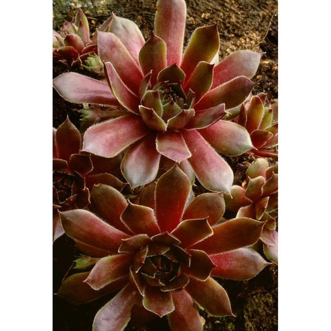 Canada Succulent plant close-up Black Modern Wood Framed Art Print by Bush, Marie