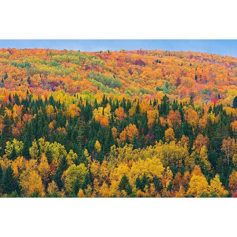 Canada-New Brunswick-Aroostook Acadian forest in autumn foliage Black Modern Wood Framed Art Print by Jaynes Gallery
