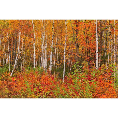 Canada-New Brunswick-Gagetown Acadian forest in autumn foliage Black Modern Wood Framed Art Print by Jaynes Gallery