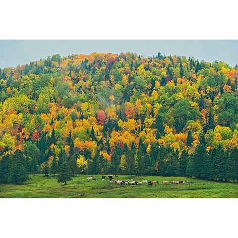 Canada-New Brunswick-Saint-Jacques Acadian forest in autumn foliage White Modern Wood Framed Art Print by Jaynes Gallery
