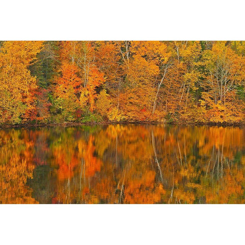 Canada-New Brunswick-Mactaquac Autumn forest reflected in Saint John River White Modern Wood Framed Art Print by Jaynes Gallery