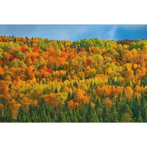 Canada-New Brunswick-Saint-Joseph Forest in autumn foliage Black Modern Wood Framed Art Print with Double Matting by Jaynes Gallery