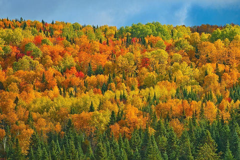Canada-New Brunswick-Saint-Joseph Forest in autumn foliage White Modern Wood Framed Art Print with Double Matting by Jaynes Gallery