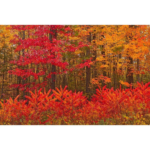 Canada-New Brunswick-Woodstock Forest in autumn foliage Black Modern Wood Framed Art Print by Jaynes Gallery