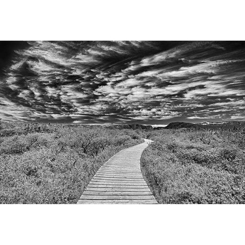 Canada-Newfoundland-Gros Morne National Park Boardwalk through underbrush Gold Ornate Wood Framed Art Print with Double Matting by Jaynes Gallery