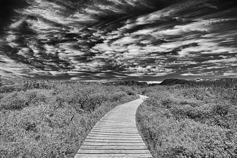 Canada-Newfoundland-Gros Morne National Park Boardwalk through underbrush Black Ornate Wood Framed Art Print with Double Matting by Jaynes Gallery