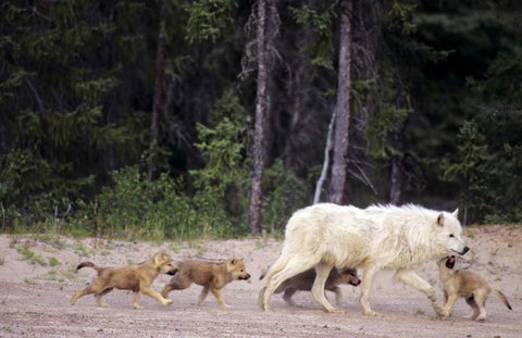 Canada, Great Slave Lake Wild gray wolf and pups White Modern Wood Framed Art Print with Double Matting by Welling, Dave