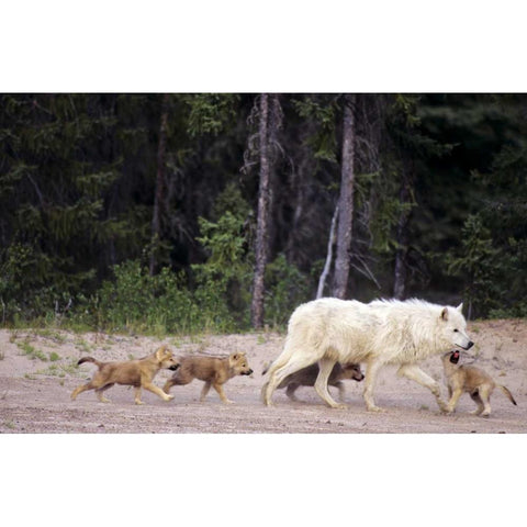 Canada, Great Slave Lake Wild gray wolf and pups Black Modern Wood Framed Art Print with Double Matting by Welling, Dave