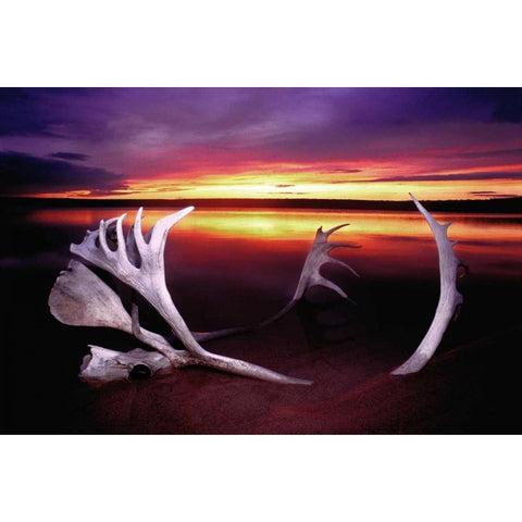 Canada, Whitefish Lake Sunset on caribou antlers Gold Ornate Wood Framed Art Print with Double Matting by Welling, Dave