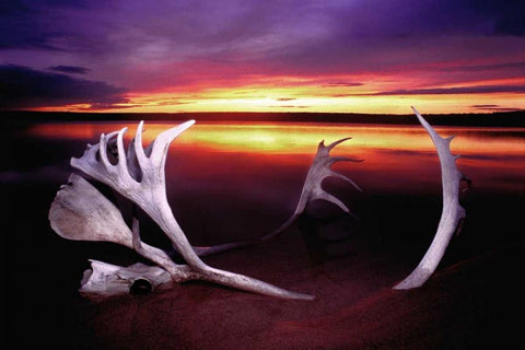 Canada, Whitefish Lake Sunset on caribou antlers Black Ornate Wood Framed Art Print with Double Matting by Welling, Dave
