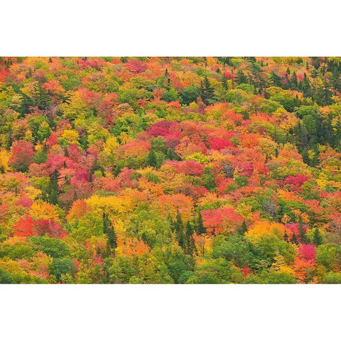 Canada-Nova Scotia-Cape Breton Island Forest in autumn foliage Gold Ornate Wood Framed Art Print with Double Matting by Jaynes Gallery