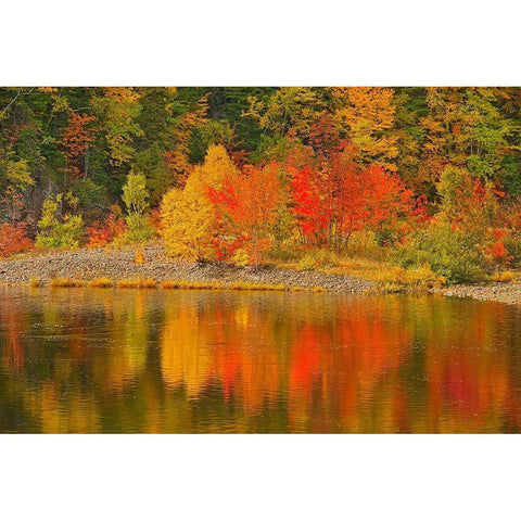 Canada-Nova Scotia Indian Brook and forest in autumn Gold Ornate Wood Framed Art Print with Double Matting by Jaynes Gallery