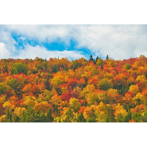 Canada-Nova Scotia-Indian Brook Forest in autumn foliage Gold Ornate Wood Framed Art Print with Double Matting by Jaynes Gallery