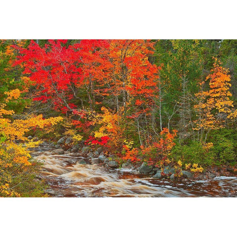 Canada-Nova Scotia Mary-Anne Falls and forest in autumn foliage Black Modern Wood Framed Art Print by Jaynes Gallery