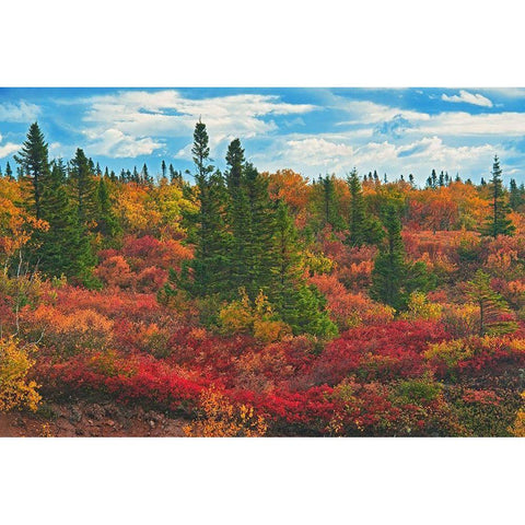 Canada-Nova Scotia-Cape Breton Island Forest in autumn foliage White Modern Wood Framed Art Print by Jaynes Gallery