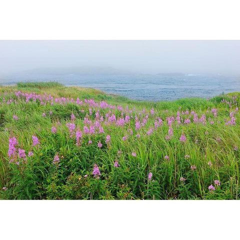Canada-Nova Scotia-Bay of Fundy Fireweed and fog on bay Gold Ornate Wood Framed Art Print with Double Matting by Jaynes Gallery
