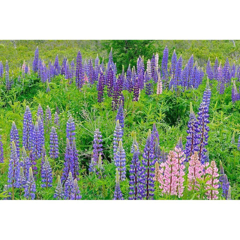 Canada-Nova Scotia-Lunenberg Lupine flowers in field Gold Ornate Wood Framed Art Print with Double Matting by Jaynes Gallery