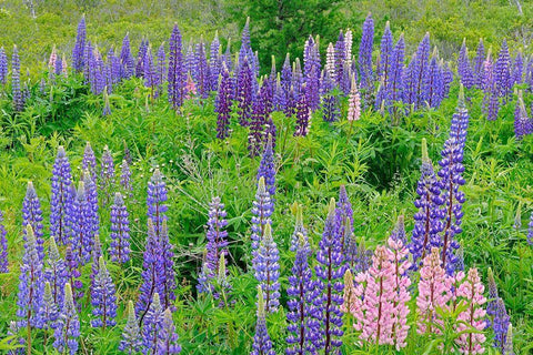 Canada-Nova Scotia-Lunenberg Lupine flowers in field White Modern Wood Framed Art Print with Double Matting by Jaynes Gallery