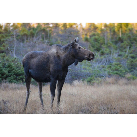 Canada-Nova Scotia-Cape Breton Highlands National Park White Modern Wood Framed Art Print by Wall, Patrick J.