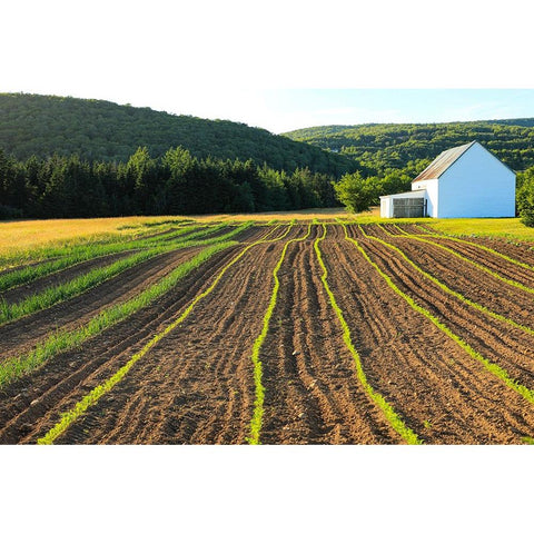 Canada-Nova Scotia-Cape Breton-Miller Farm-Margaree Black Modern Wood Framed Art Print by Wall, Patrick J.