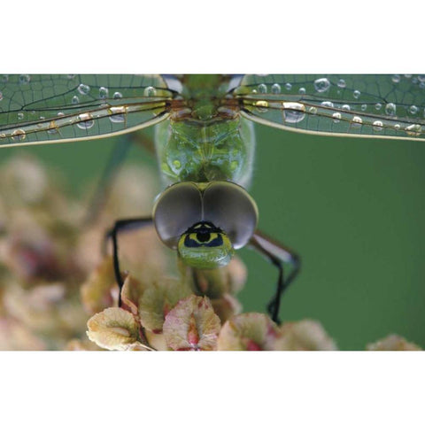 Canada, Ontario, Green Darner on flower Black Modern Wood Framed Art Print with Double Matting by Rotenberg, Nancy
