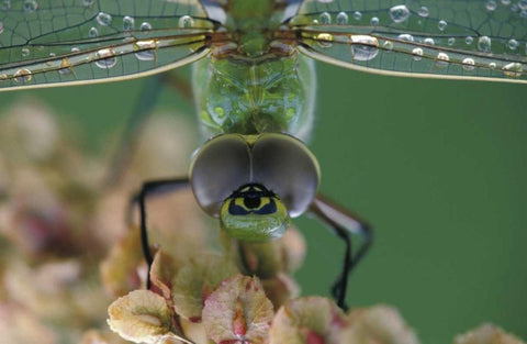 Canada, Ontario, Green Darner on flower Black Ornate Wood Framed Art Print with Double Matting by Rotenberg, Nancy