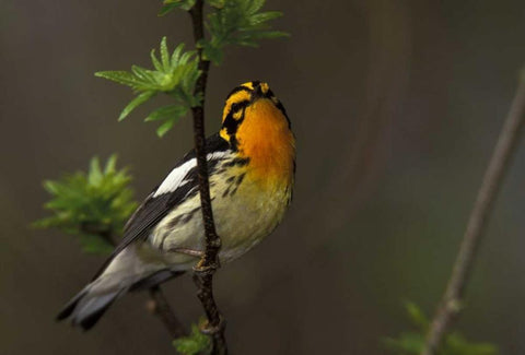 Canada, Ontario Male blackburnian warbler White Modern Wood Framed Art Print with Double Matting by Morris, Arthur