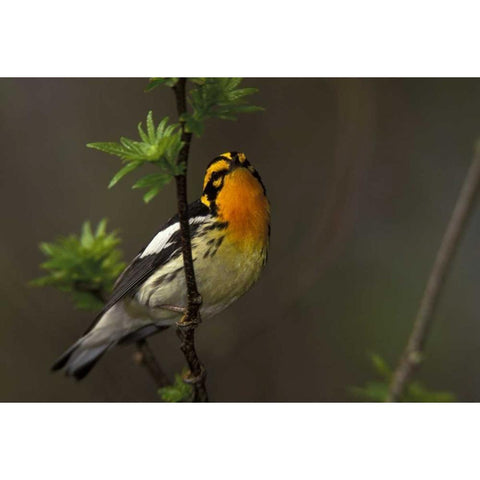 Canada, Ontario Male blackburnian warbler Black Modern Wood Framed Art Print by Morris, Arthur