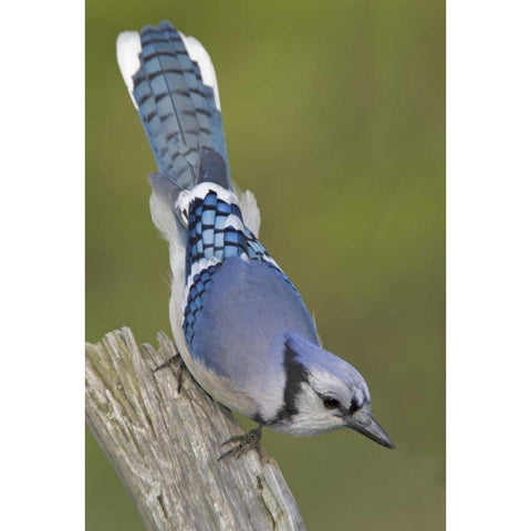 Canada, Rondeau PP Inquisitive blue jay on limb Black Modern Wood Framed Art Print with Double Matting by Morris, Arthur