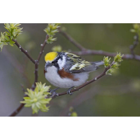 Canada, Ontario,  Chestnut-sided warbler on tree Gold Ornate Wood Framed Art Print with Double Matting by Morris, Arthur