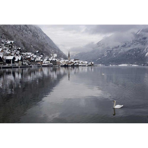 Austria, Hallstatt Swan on Lake Hallstatt Gold Ornate Wood Framed Art Print with Double Matting by Young, Bill