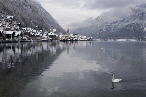 Austria, Hallstatt Swan on Lake Hallstatt White Modern Wood Framed Art Print with Double Matting by Young, Bill