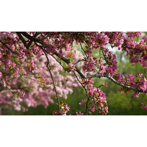Canada, Ontario, Ottawa Cherry blossoms Black Modern Wood Framed Art Print by Young, Bill