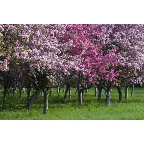 Canada, Ontario, Ottawa Grove of cherry trees Gold Ornate Wood Framed Art Print with Double Matting by Young, Bill