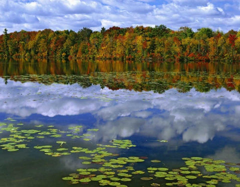 Canada, Ontario Park Haven Lake in autumn White Modern Wood Framed Art Print with Double Matting by Flaherty, Dennis