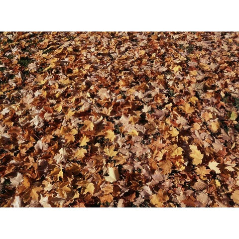 Canada, Ontario, Kitchener, sugar maple leaves Gold Ornate Wood Framed Art Print with Double Matting by Grandmaison, Mike